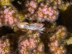 Small crab on corals in the Red sea. If you just swim ove... by Brenda De Vries 